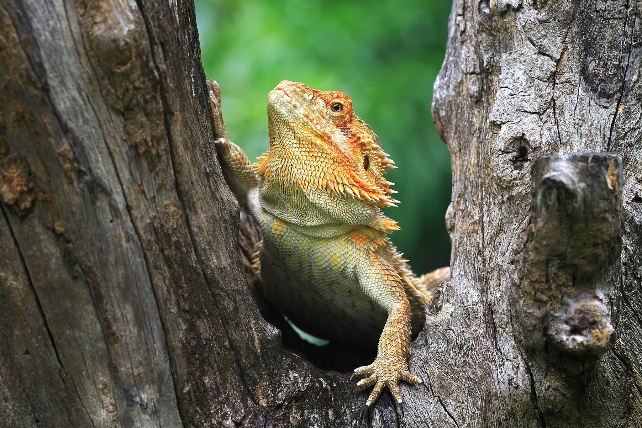 bearded-dragon-tree