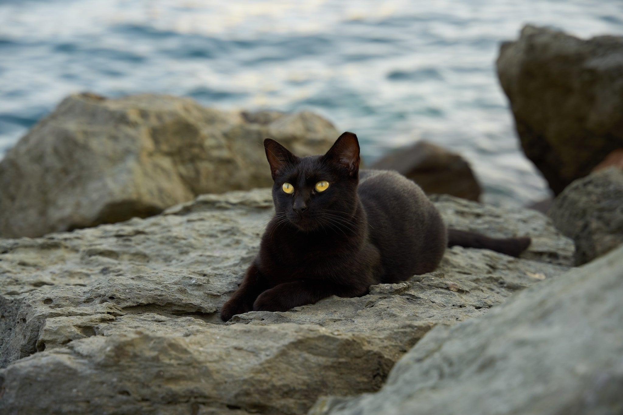 closeup-shot-black-cat-rocky-beach