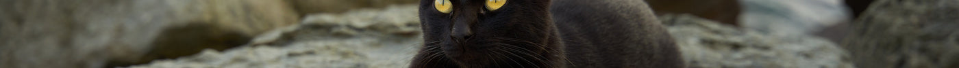 closeup-shot-black-cat-rocky-beach