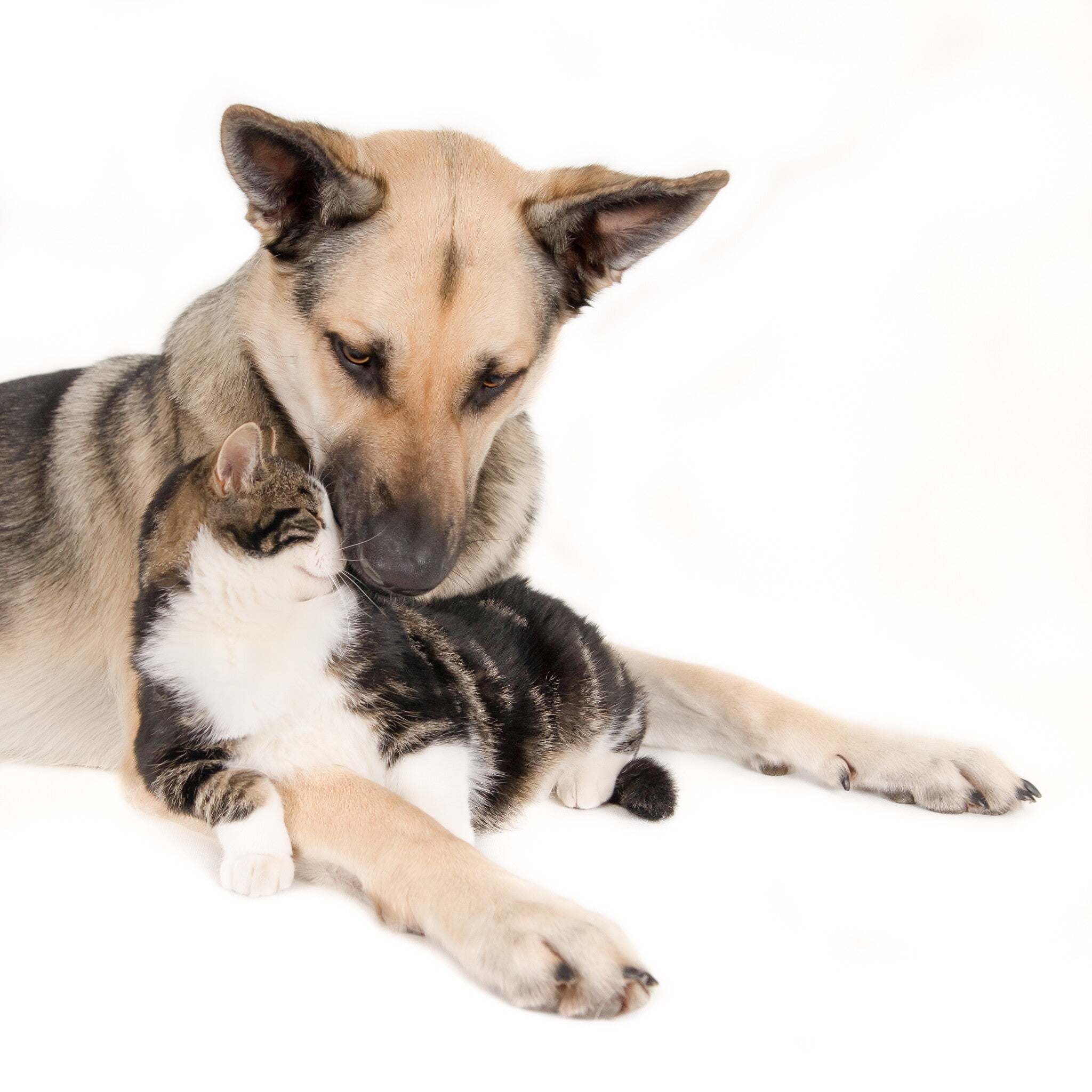 closeup-shot-cute-dog-laying-with-cat-isolated-white