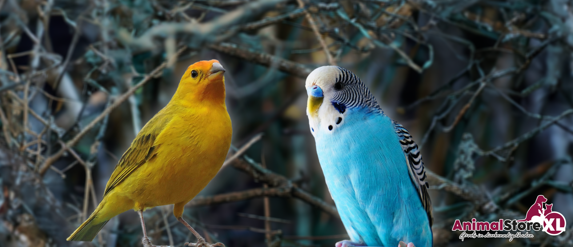 Kanaries versus parkieten- welke vogeltjes passen bij jou_