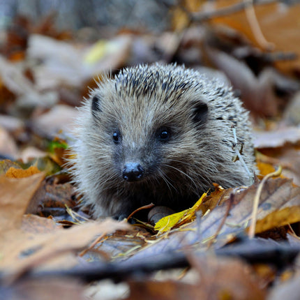 baby-mother-young-european-hedgehog-together-isolated-white_191971-26236