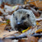 baby-mother-young-european-hedgehog-together-isolated-white_191971-26236