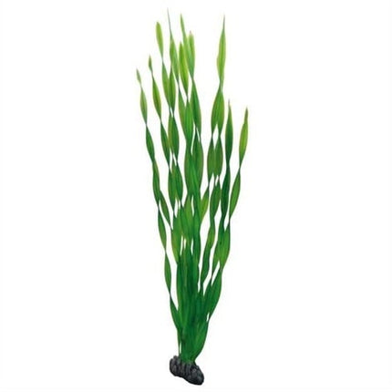 Plant Vallisneria 60cm