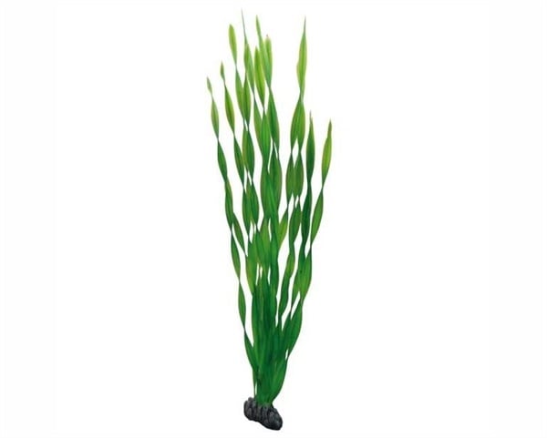 Pflanzen Sie Vallisneria 60 cm