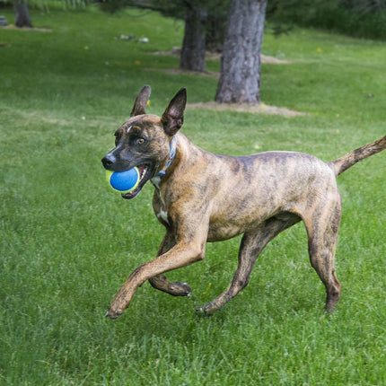 Kong Ultra Squeakair Ball Medium Net 3 Stück