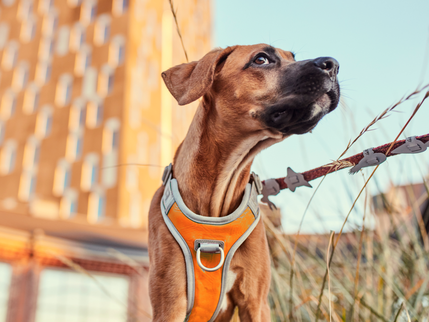 AnimalstoreXL Hurtta Venture no-pull harnas Buckthorn