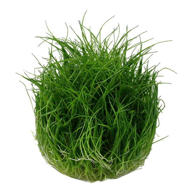 Eleocharis Pusilla Mini