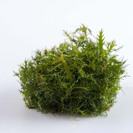 AnimalstoreXL Waterplant Proserpinaca Palustris Cuba