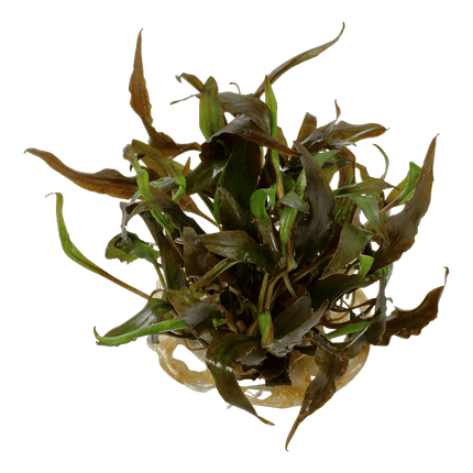 AnimalstoreXL Waterplant Cryptocoryne Undulata Broad Leaf