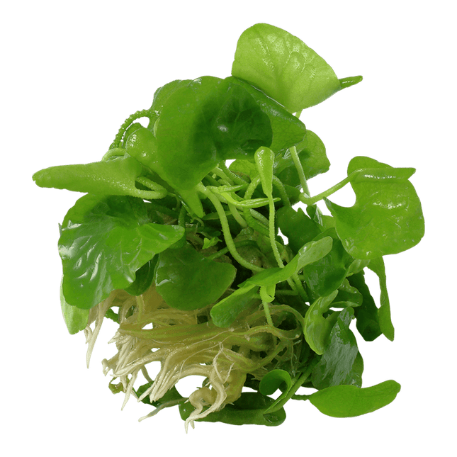 AnimalstoreXL Waterplant Nymphoides Hydrophylla Taiwan