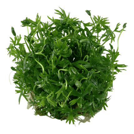 AnimalstoreXL Waterplant Ranunculus Inundatus