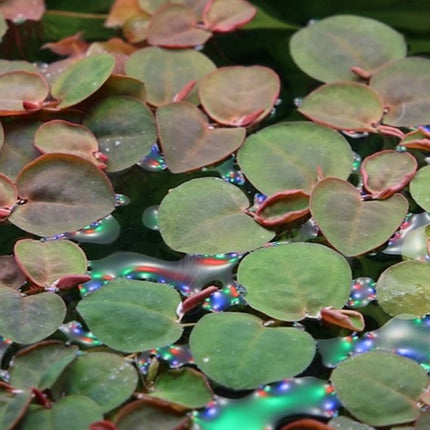 AnimalstoreXL Phyllanthus Fluitans