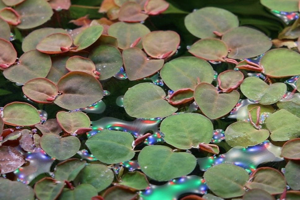 Phyllanthus fluitans