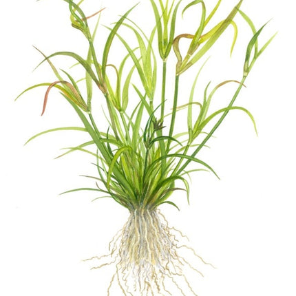 AnimalstoreXL Juncus Repens