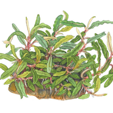 AnimalstoreXL Bucephalandra sp. Needle Leaf