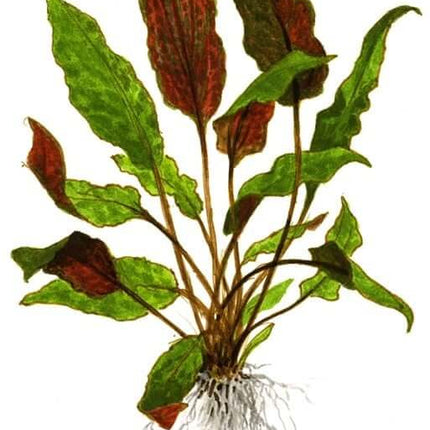AnimalstoreXL Waterplant Cryptocoryne Wendtii Mi Oya