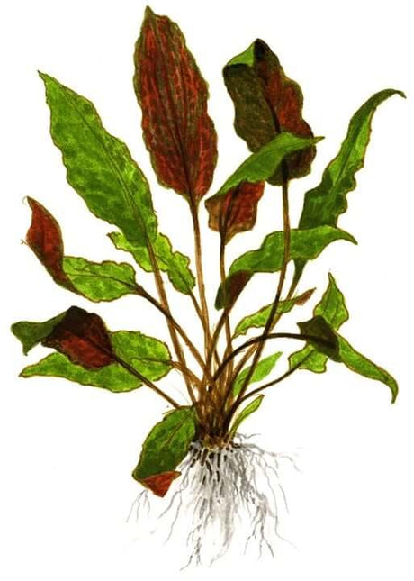 AnimalstoreXL Waterplant Cryptocoryne Wendtii Mi Oya