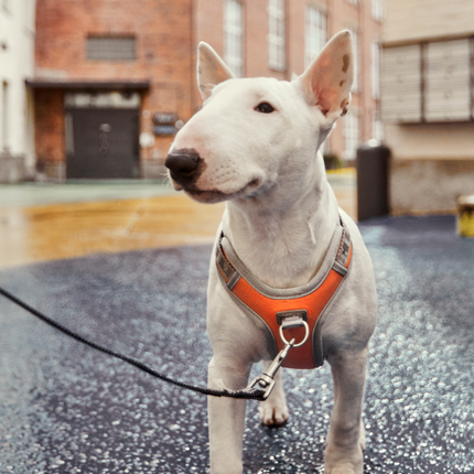 AnimalstoreXL Hurtta Venture no-pull harnas Buckthorn