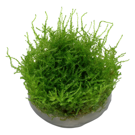AnimalstoreXL Vesicularia Montagnei Christmas Moss