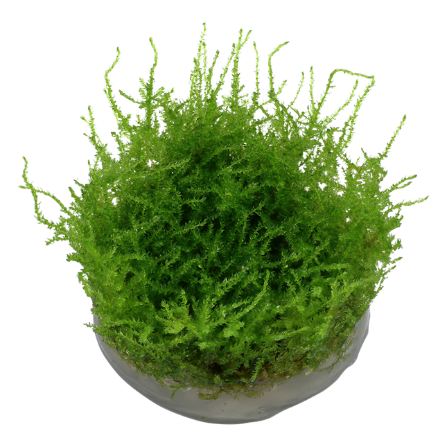 Vesicularia Montagnei Christmas Moss