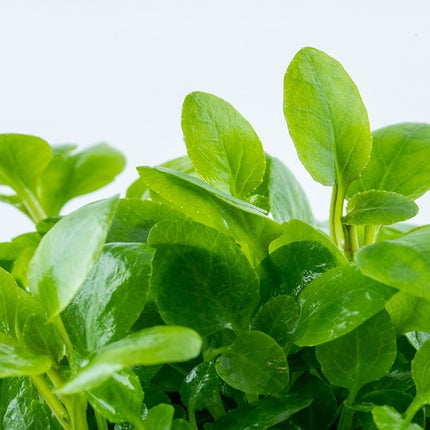 AnimalstoreXL Lobella Cardinalis Mini