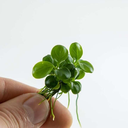 AnimalstoreXL Waterplant Anubias Barteri Mini Coin