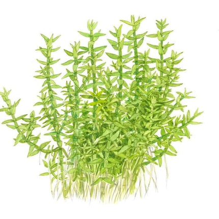 AnimalstoreXL Waterplant Gratiola Viscidula