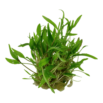 AnimalstoreXL Waterplant Cryptocoryne Wendtii Green