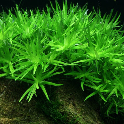 AnimalstoreXL Heteranthera Zosterifolia