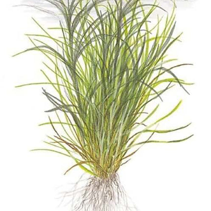 AnimalstoreXL Waterplant Blyxa Japonia