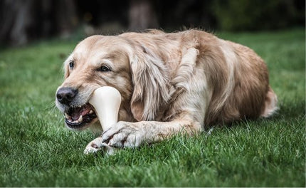 Nylabone Big Chew Beefbone Kip Nbc101