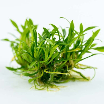 AnimalstoreXL Waterplant Cryptocoryne Parva