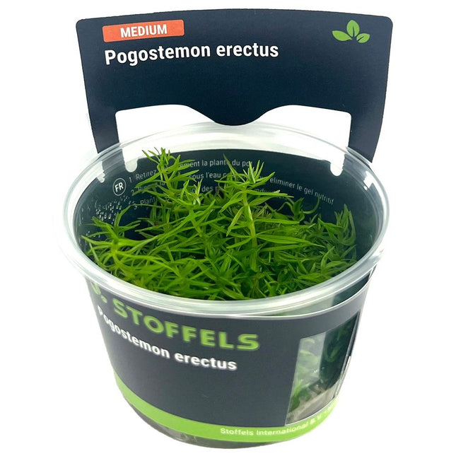 Pogostemon erectus in vitro