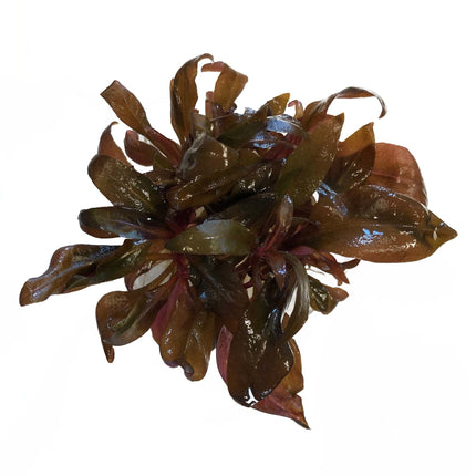 AnimalstoreXL Alternanthera Reineckii Pink In Vitro bakje