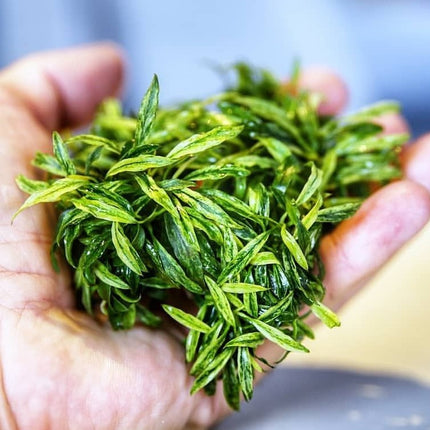 AnimalstoreXL Anubias glabra variegata in bakje