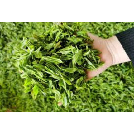 Anubias glabra variegata in Schale