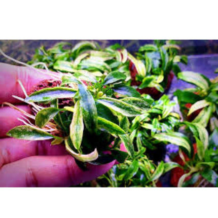 Anubias glabra variegata in Schale