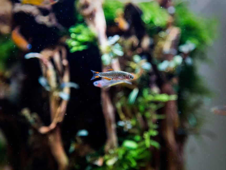 AnimalstoreXL Aquarium Quadro 70 Pro Zwart