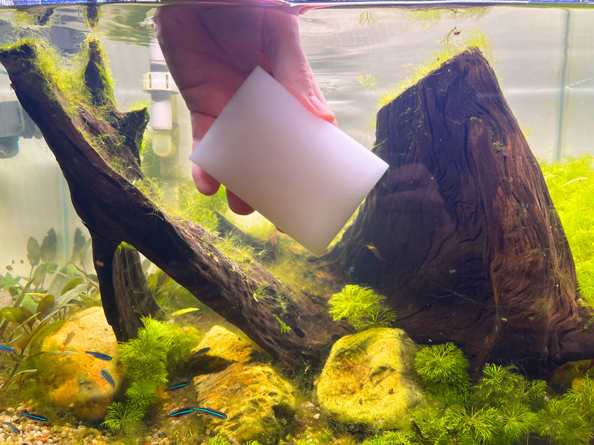 AnimalstoreXL AquastoreXL Algenspons 5 stuks