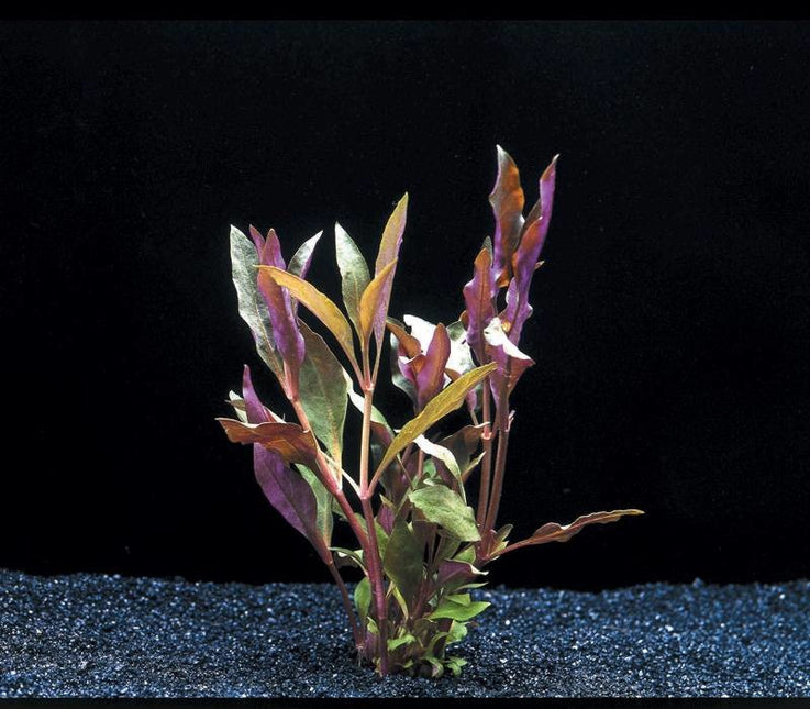 AnimalstoreXL AquastoreXL Alternanthera Cardinalis 5cm Pot