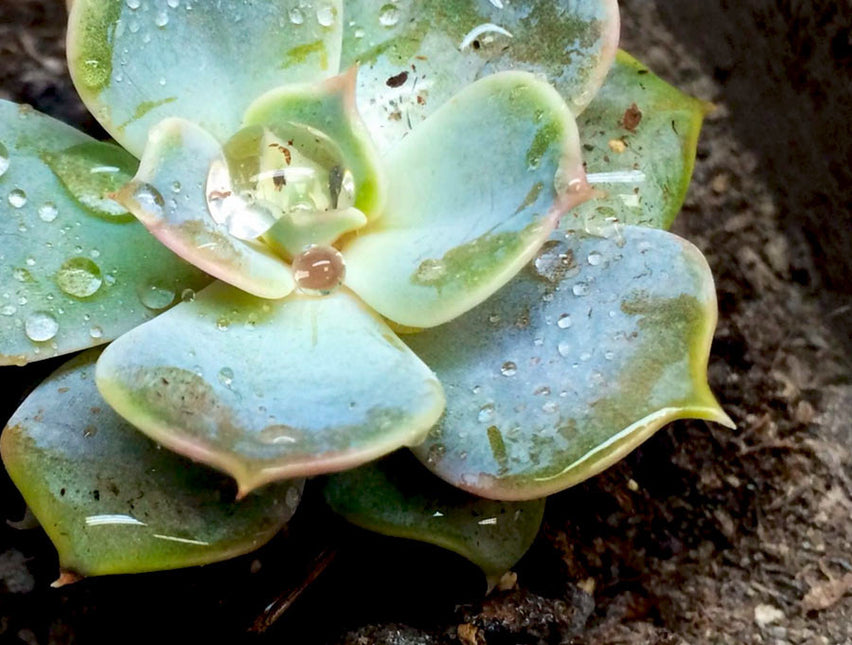 AnimalstoreXL Bio Revitaliser 450g