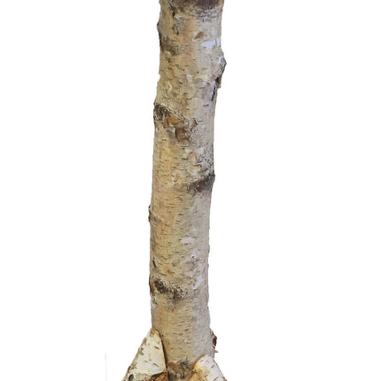 AnimalstoreXL Boon Voedertafel Berken Rond