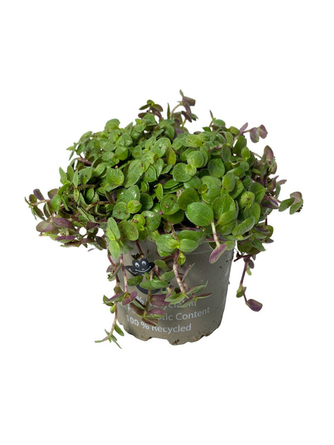 AnimalstoreXL Callisia Repens Turtle