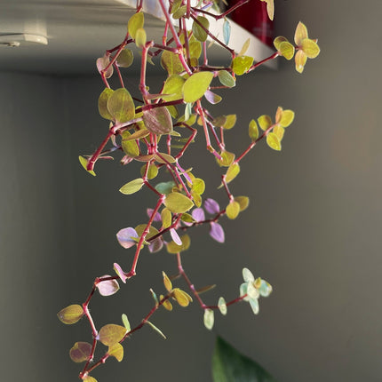 AnimalstoreXL Callisia Repens Turtle