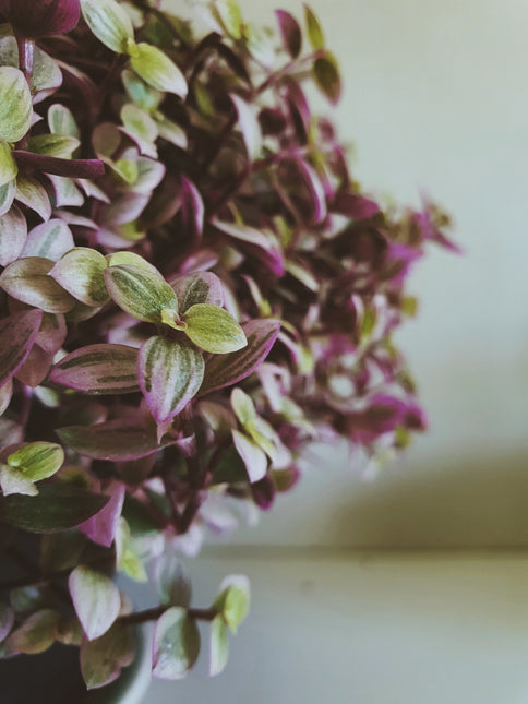 AnimalstoreXL Callisia Repens Turtle