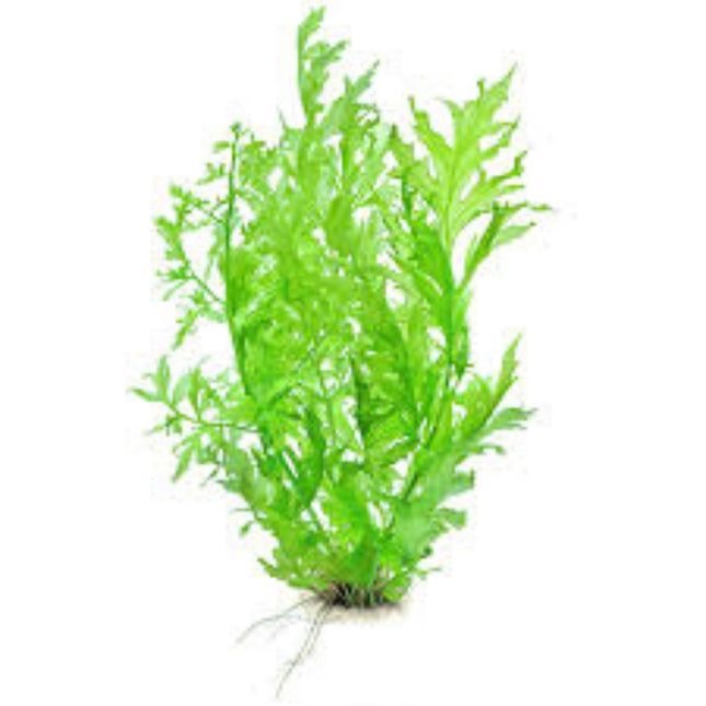 Ceratopteris Thalictroides