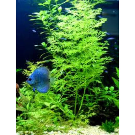 Ceratopteris Thalictroides