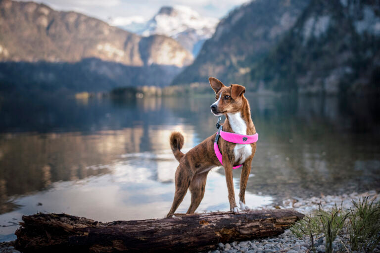 AnimalstoreXL Cinquetorri -Roze harnas voor honden
