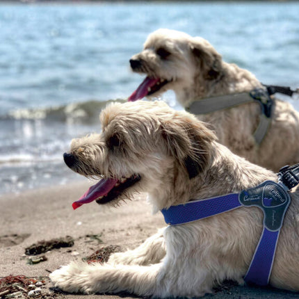 AnimalstoreXL Cinquetorri donkerblauw harnas voor honden